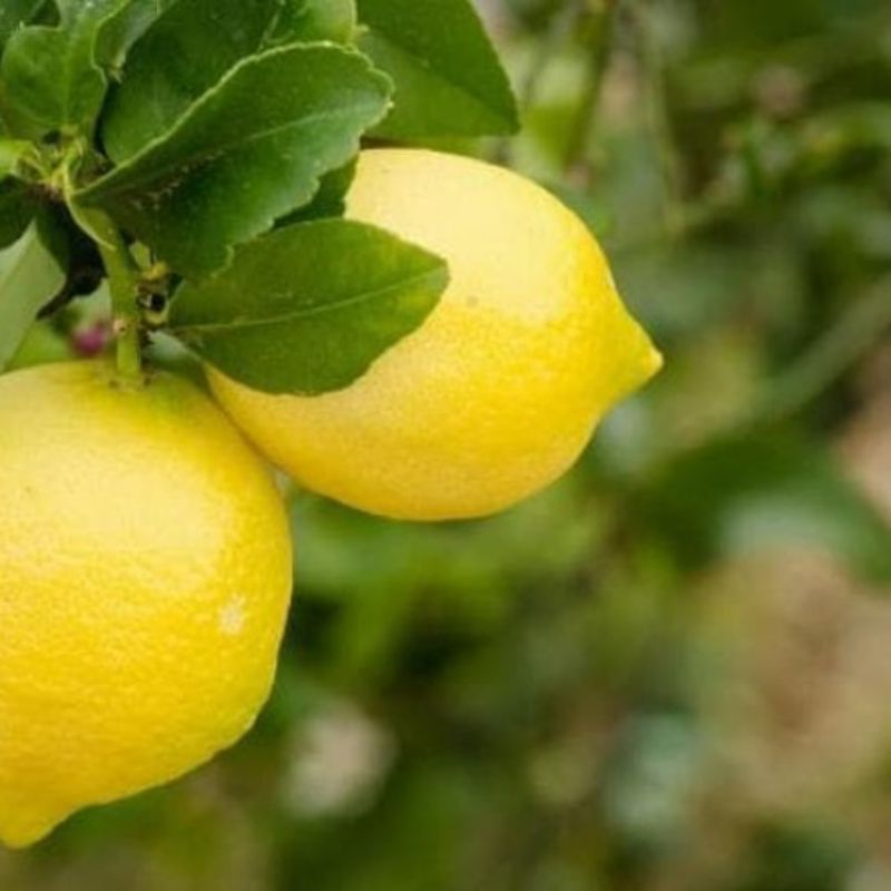 

bibit unggul lemon California super genjah berbuah