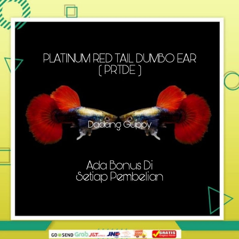 

Soliter Aquarium ( Platinum Red Tail Dumbo Ear )
