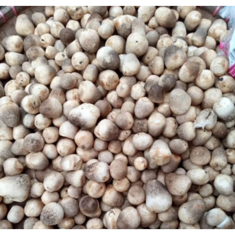 

jamur sawit segar