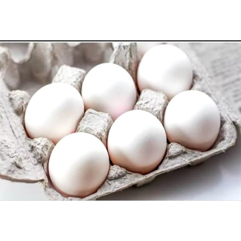 

telur ayam kampung fresh perbutir