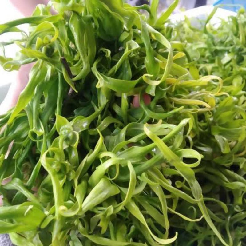 

[Produk Baru] Bunga Kenanga Segar 50gram