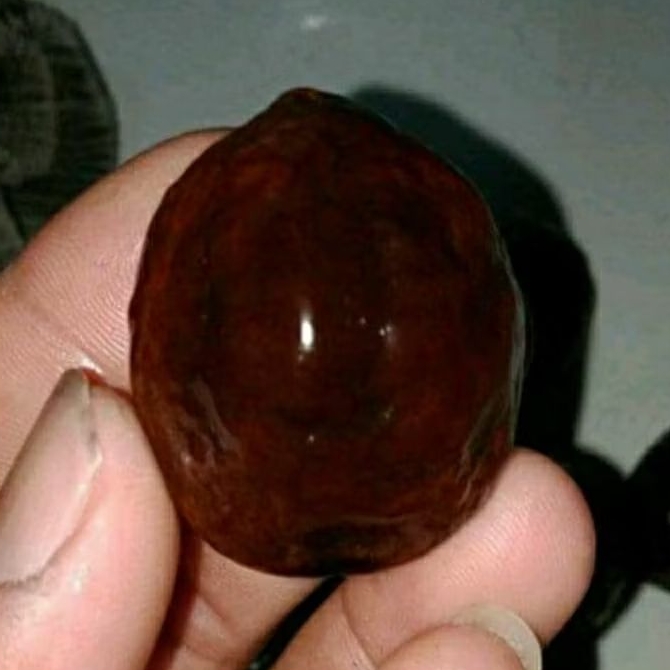 muncang adu panjangan mantili