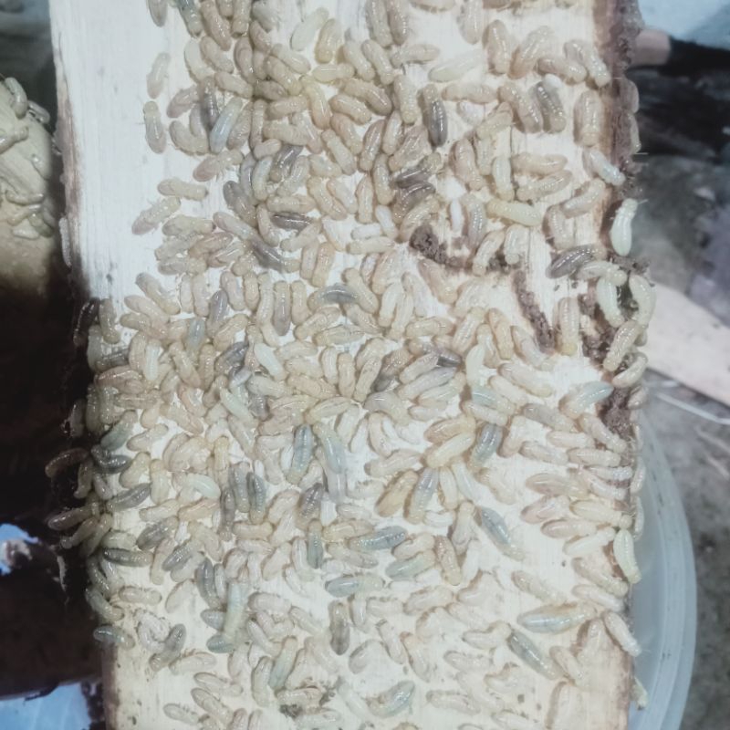 pua/poa/warangas/sampero/nonol/rayap/umpan/pancing/wader/jitu/segala/jenis/ikan