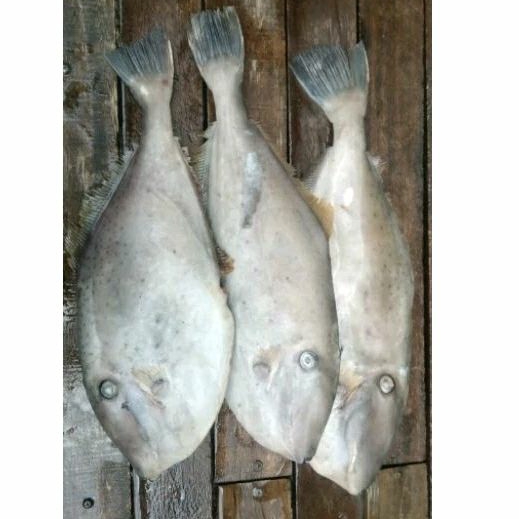 

ikan kukang bakaran