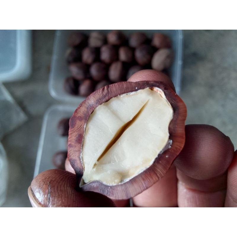 Muncang adu jalim Magician jawara pipirr..kulit keras batok tebal.