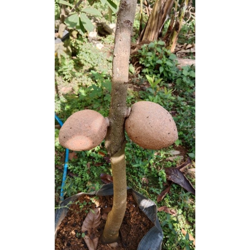 mamey sapote stabil cangkok