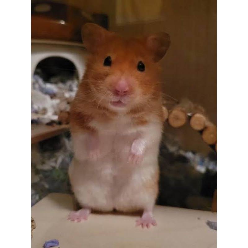 Hamster Syrian Indukan