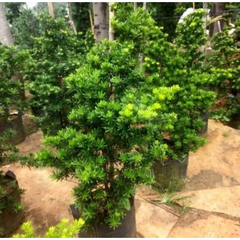 Tanaman Lohansung Cincuan tinggi 1 meter