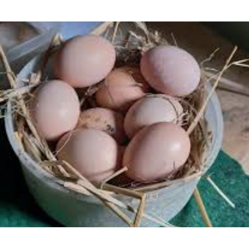 paket 10 butir telor ayam pelung siap tetas