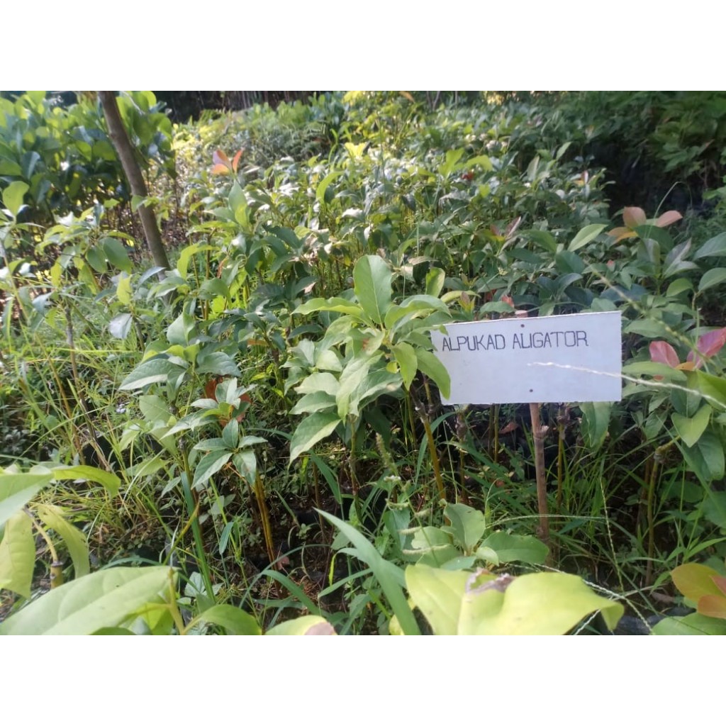BIBIT ALPUKAT ALIGATOR SIAP BERBUAH
