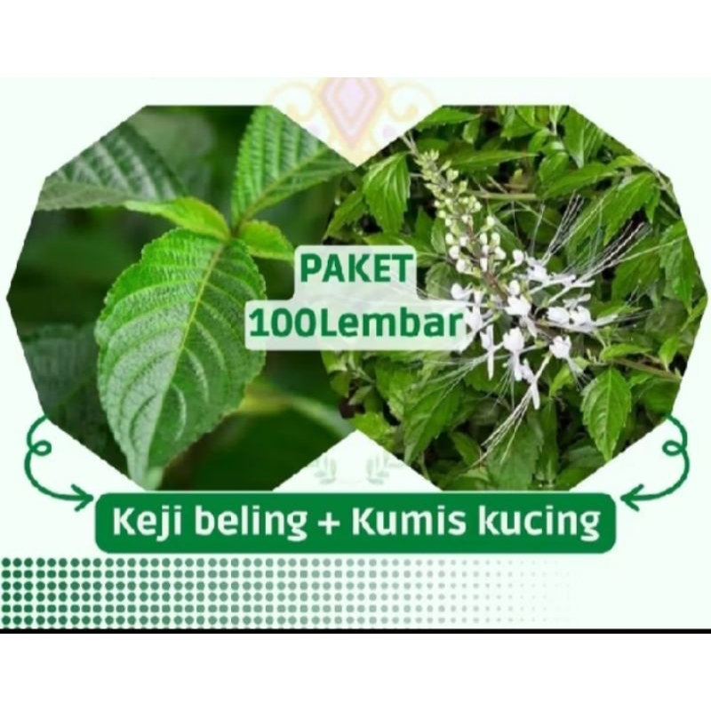 

PAKET HEMAT 100LEM DAUN KUMIS KUCING 100LEM DAUN KEJI BELING obat herbal