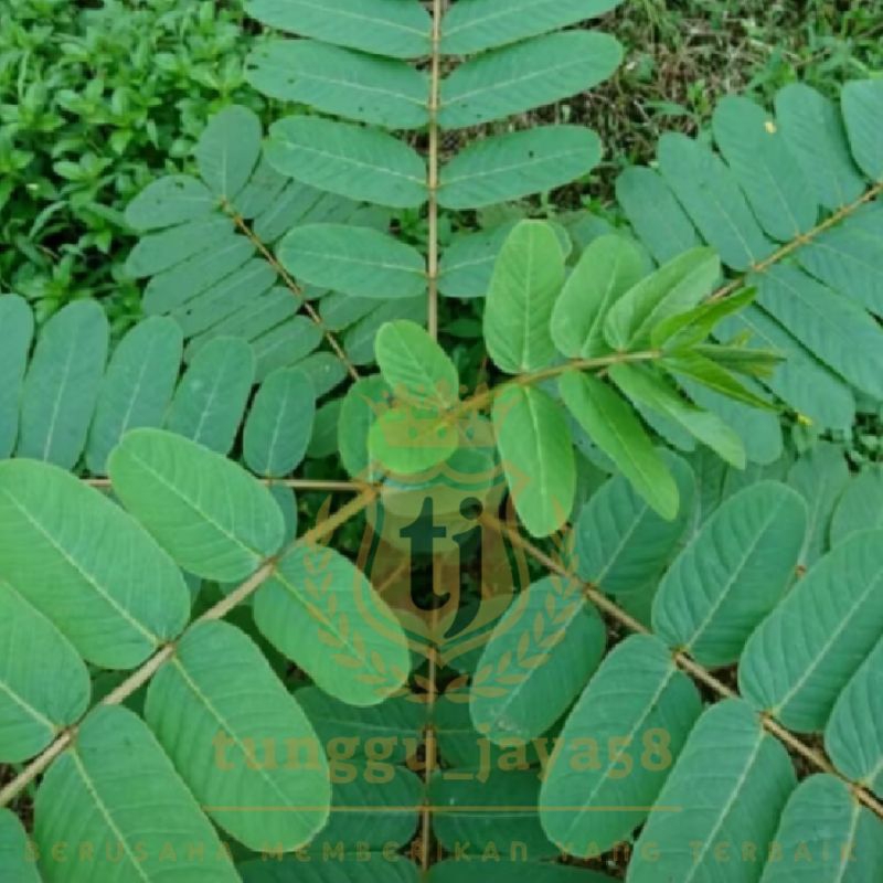 

100 LEMBAR DAUN KETEPENG CHINA HERBAL ALAMI NON KIMIA alami obat gatal