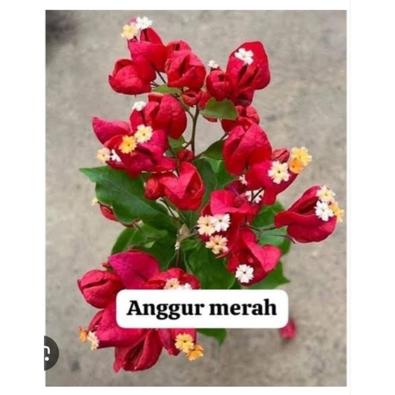 Tanaman Hias Bunga Bougenville Import Anggur Merah