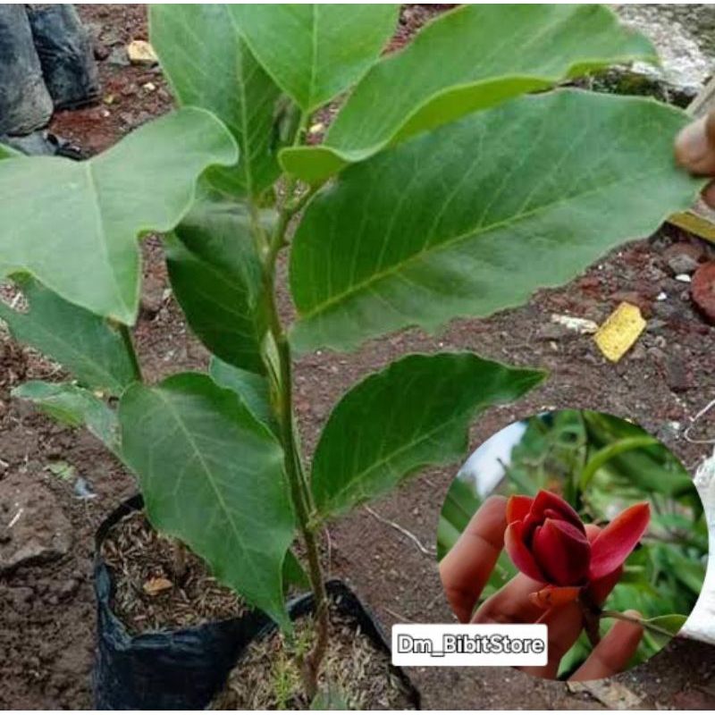 Bibit Bunga Kantil Merah Langka | Bibit Cempaka Merah Asli