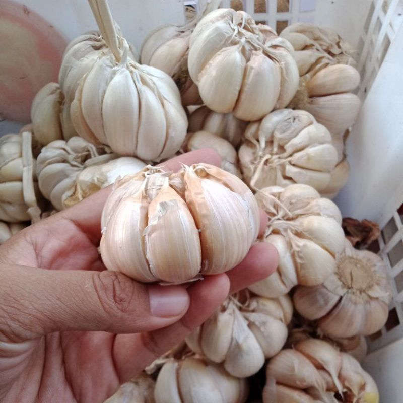 

Bawang Putih 500 gram