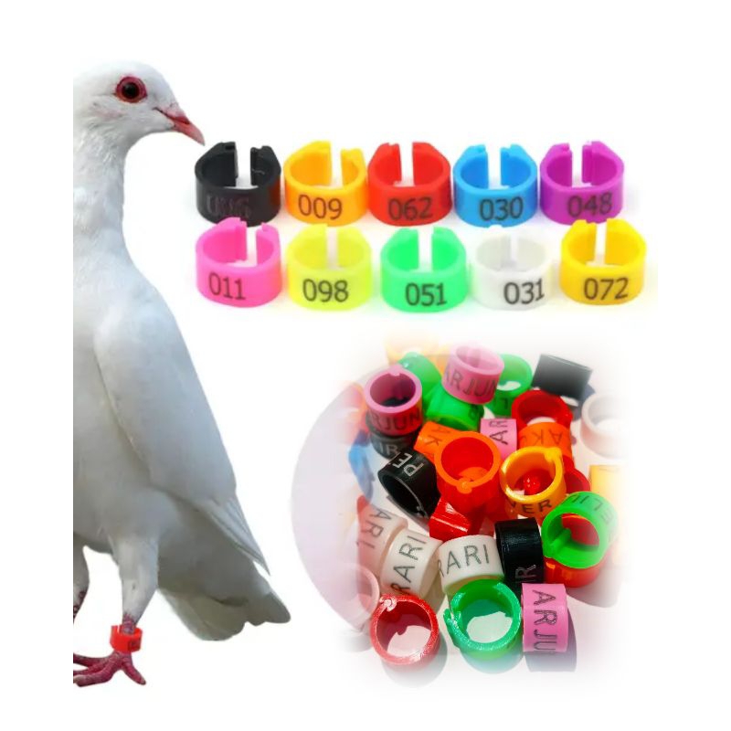 ring burung merpati dewasa klip nama random no seri random