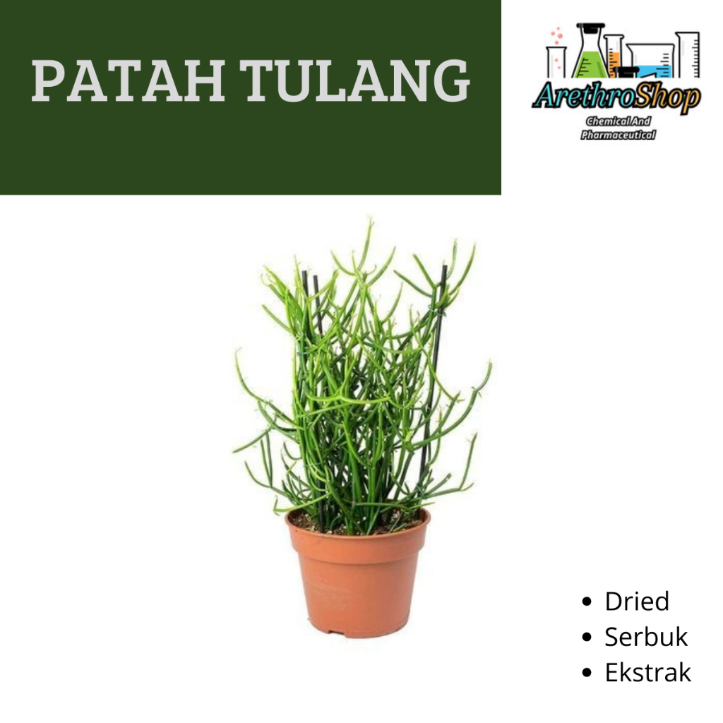 

SERBUK DAN DRIED BATANG PATAH TULANG BEST PRODUCT