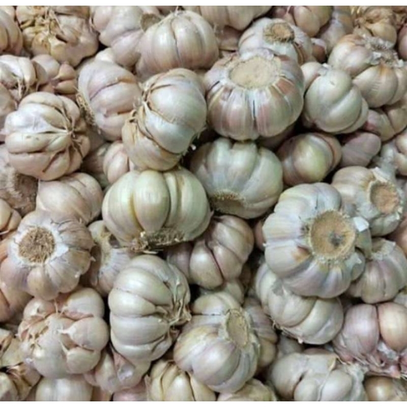 

bawang putih sinco murah baput