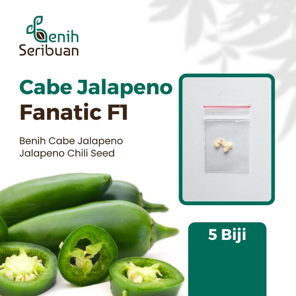 5 Bibit Cabe Jalapeno Fanatic F1 Hibrida Benih Sayuran Cabai Jalapeno Known You Seed Tanaman Sayur