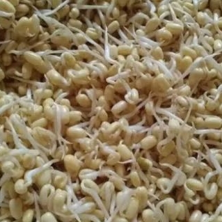 

Kecambah Toge Dele Toge Kedelai 200gr