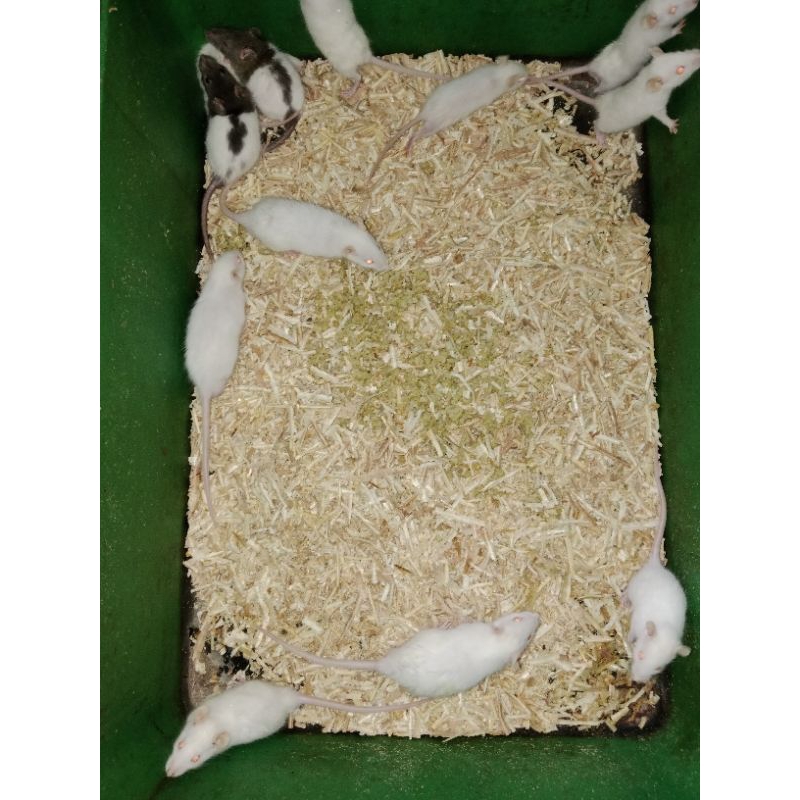 Rat Medium Pakan Reptile Tikus putih