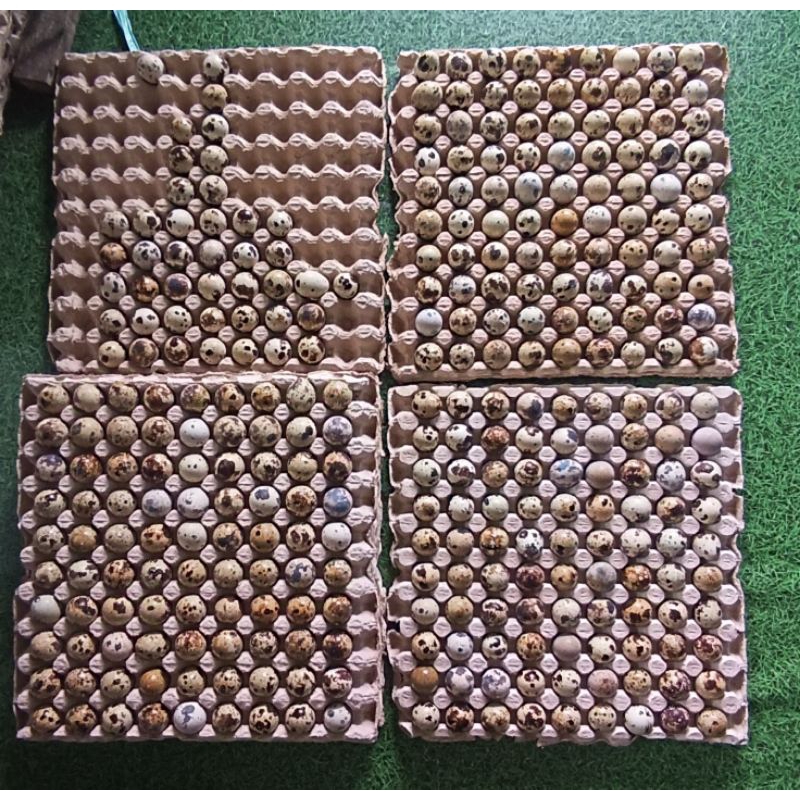 

telur puyuh banua raya