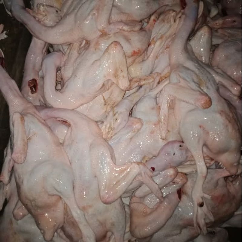 

bebek peking
