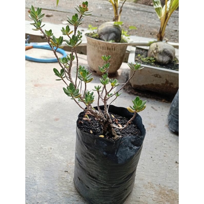bibit bonsai santigi mawar super tanaman hidup