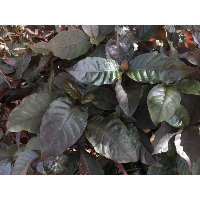 

obat wasir ambeyen daun ungu daun handelem fresh segar murah