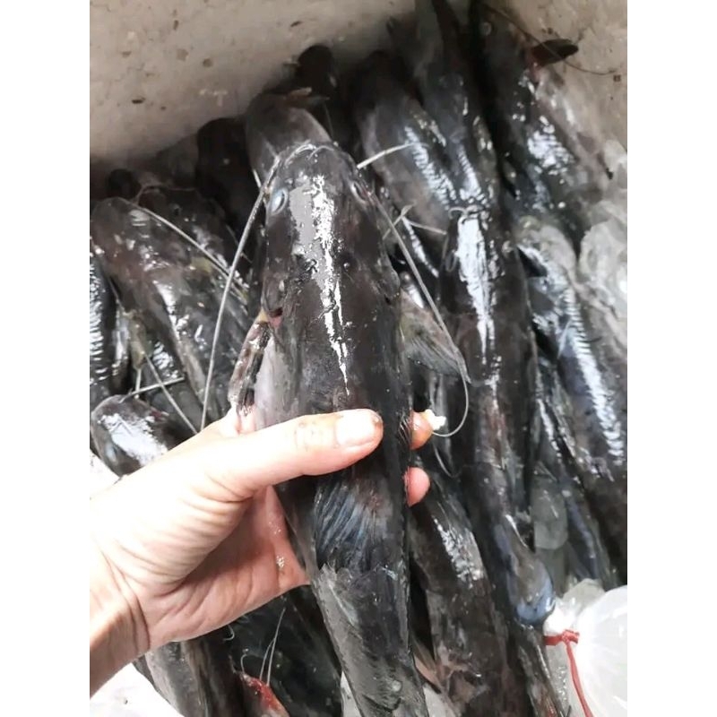 

ikan baung laut harian 1kg