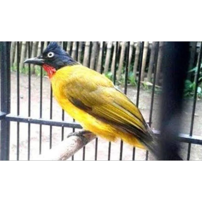 KUTILANG EMAS JANTAN RAWATAN ( MULUS )