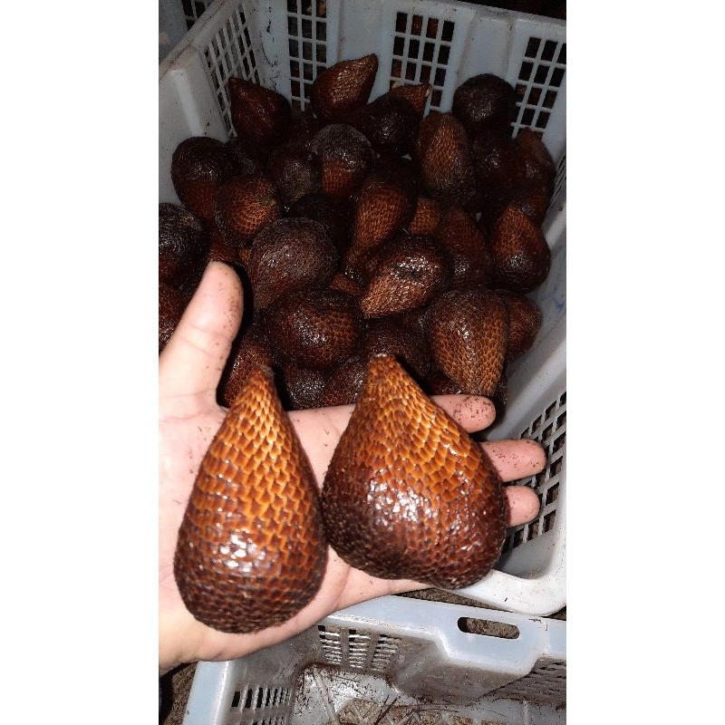 

Buah Salak Pondoh Manis Segar