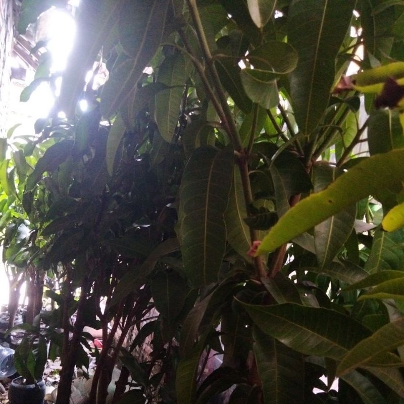 pohon bibit mangga kombinasi 2 jenis kiojay,chokanan batang jumbo bekas berbuah