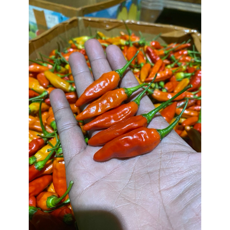 

Cabe Rawit ORI super murah 1 kg