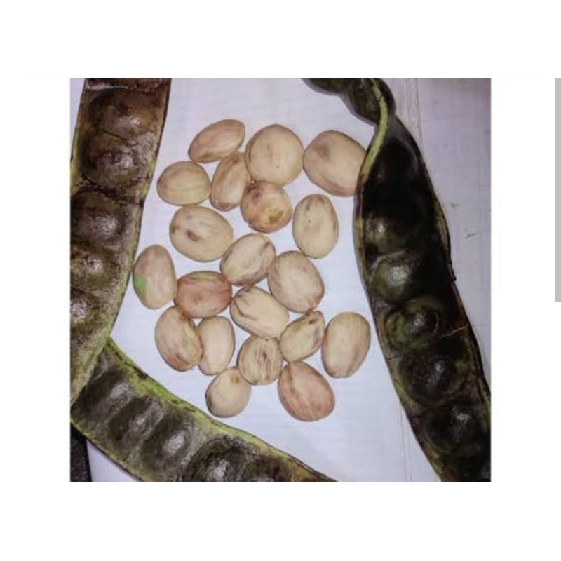 

PETAI KULIT ARI