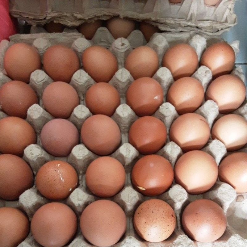 

Telur Ayam Negeri