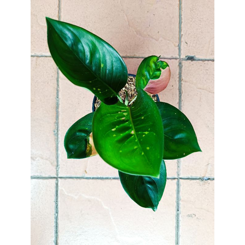 Aglonema Monalisa Starbucks Mangkok Tanian Lokal