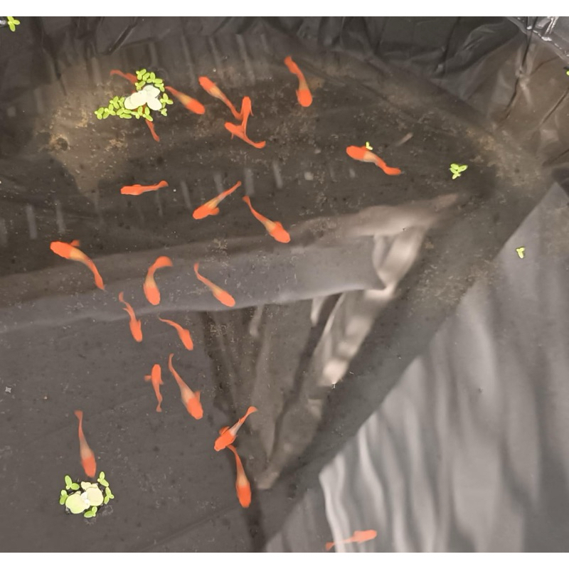 STIKER “IKAN GUPPY ALBINO KOI GEN RED EAR/pasang”