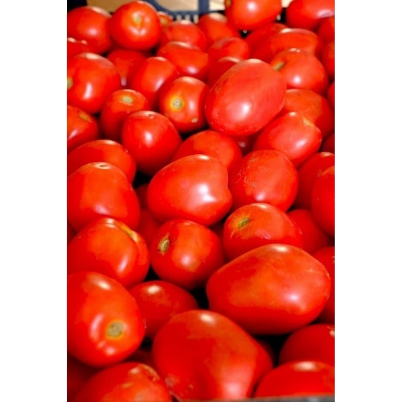 

tomat merah 500gr