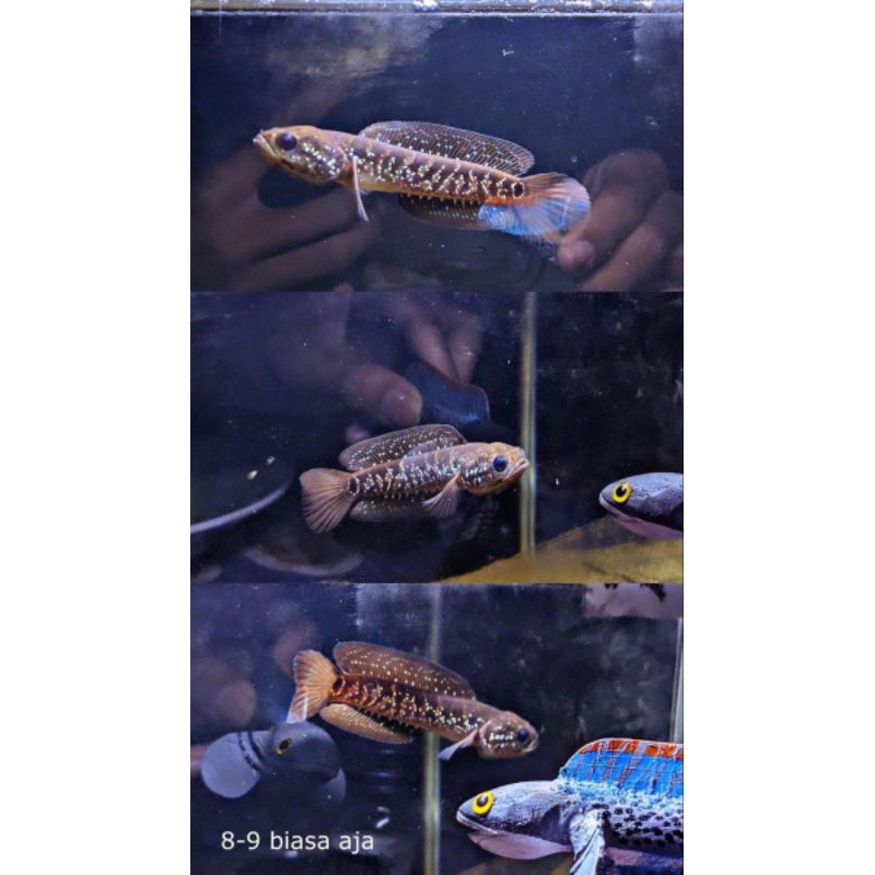 IkanChanna Asiatica ws bahan progres, ikan sehat