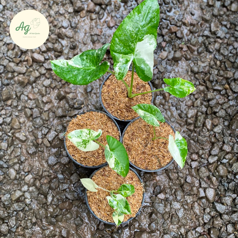 Alocasia macrorrhiza variegata-sente varigata