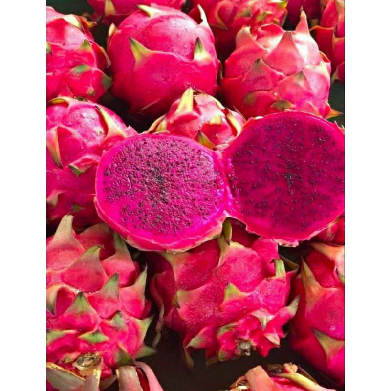

Buah naga