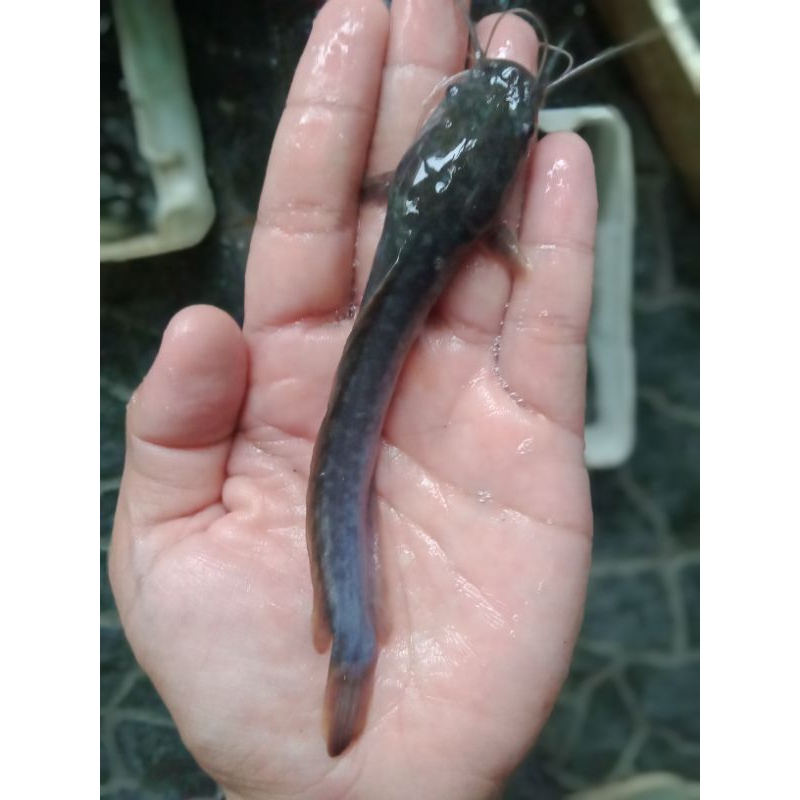 Bibit lele 11-12cm