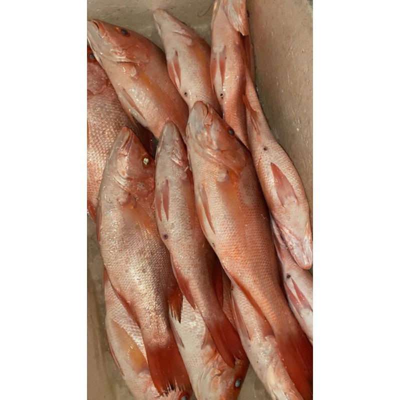 

IKAN KAKAP MERAH