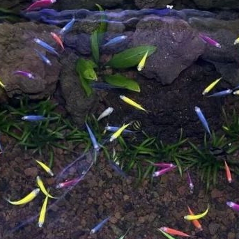 

GLOWFISH TERTA - KADO HIASAN AQUARIUM UKURAN 4-5 CM