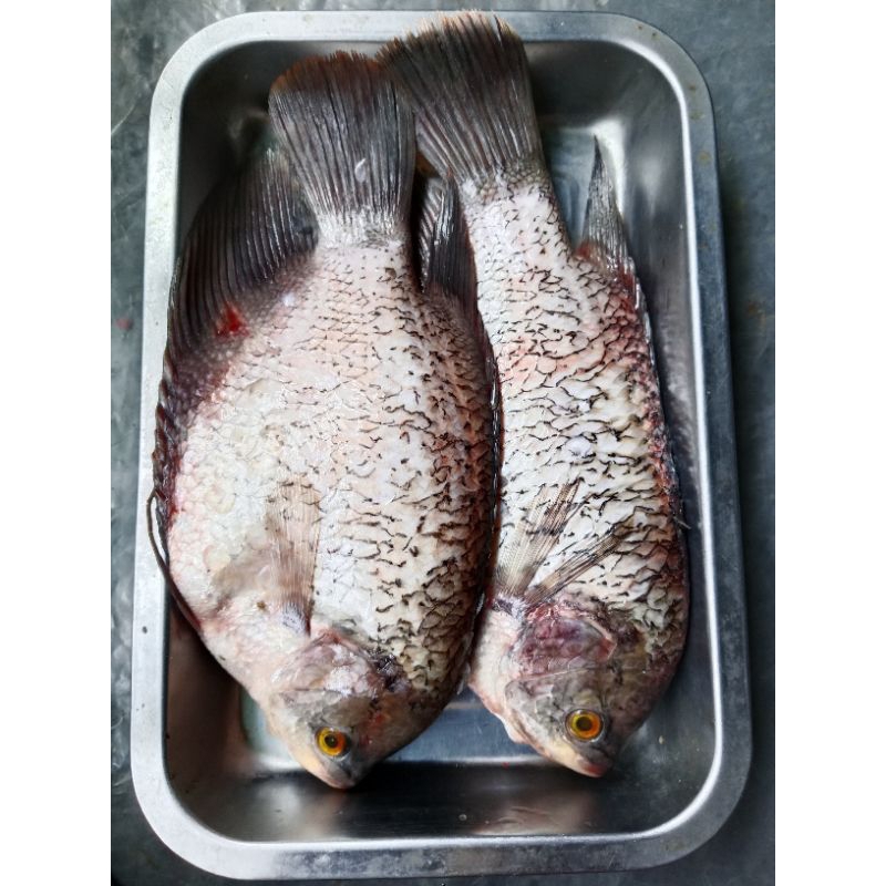 

ikan gurame soang segar mang sayur.