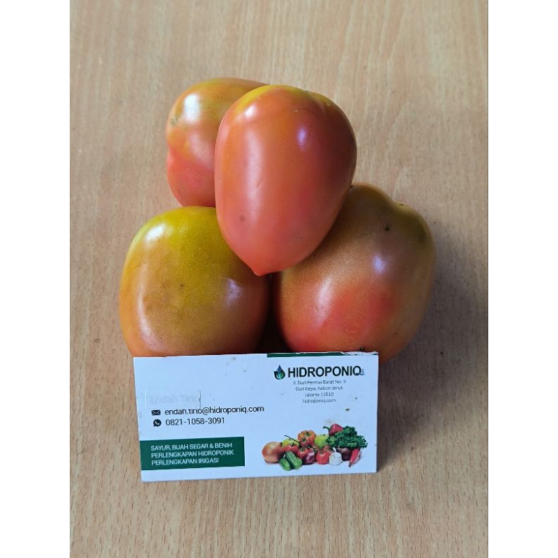 

Tomat Sayur Organik 1kg