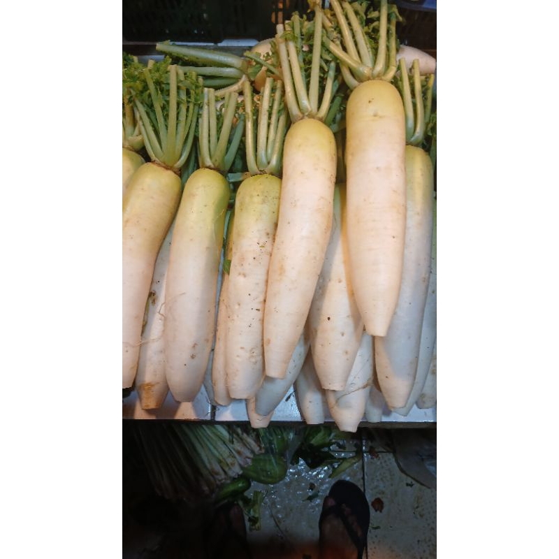 

lobak/syur lobak segar fresh 2kg PROMO
