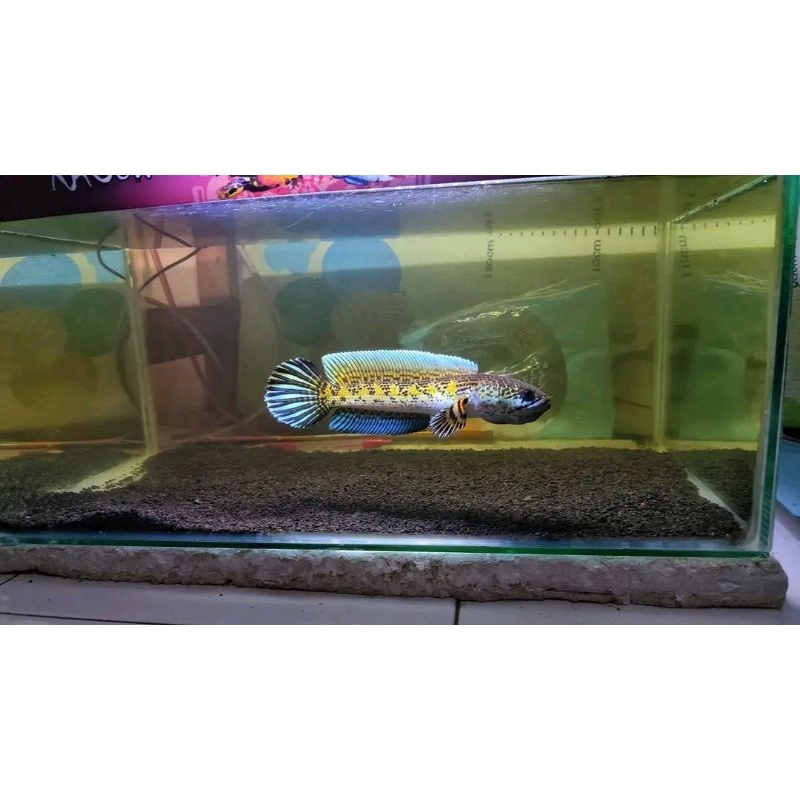 Hiasan Aquarium Channa Auranti Gondrong Size 7-10cm COD