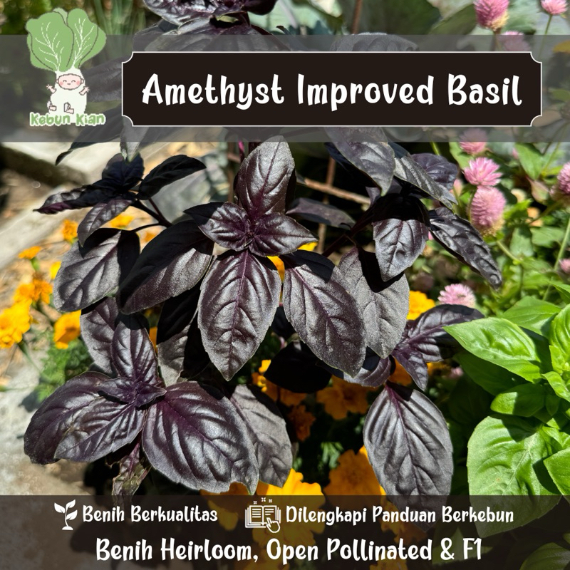 20 Biji - Basil Amethys Improved. Basil Ungu Tipe Genovese.